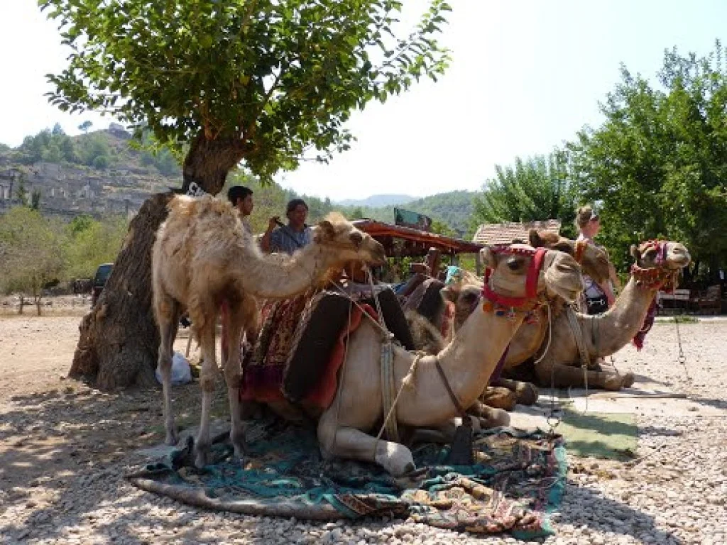 Camel Riding