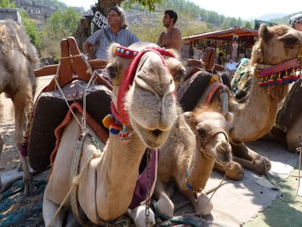 Camel Riding