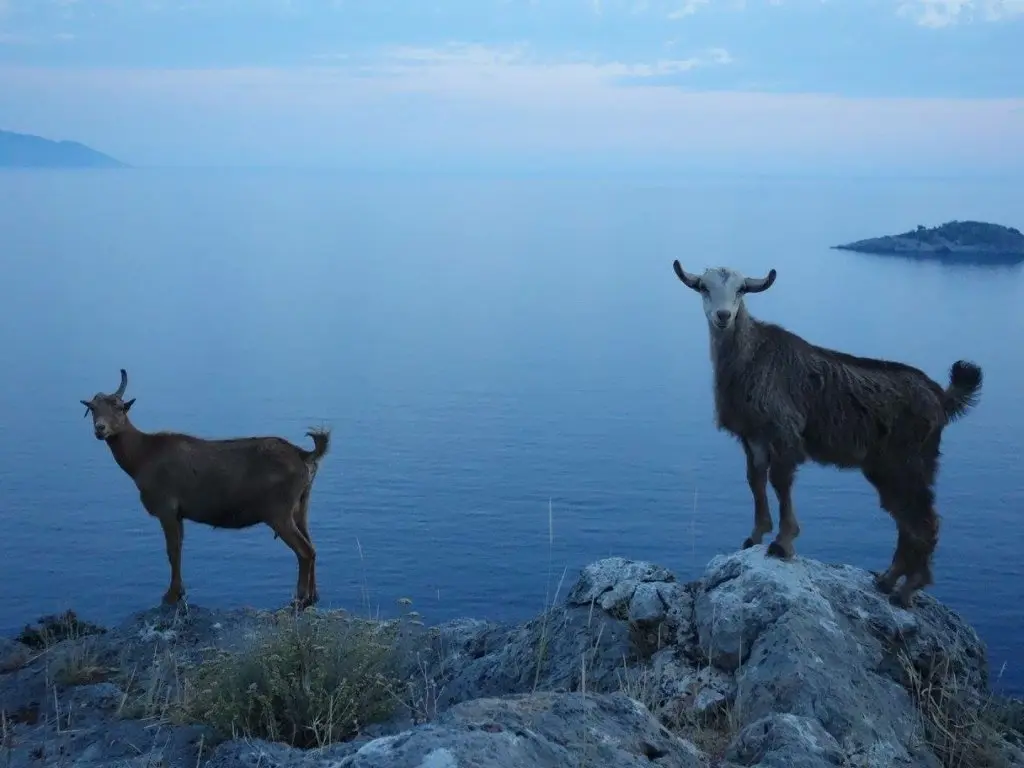 www.bluecruisesturkey.com/cn